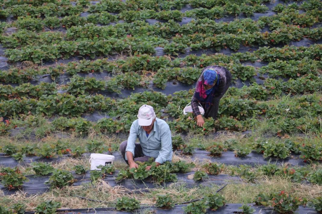 5 dekarda başlayıp 900 dekara kadar çıktı: Sıcak para getiriyor, veresiyesi hiç yok 12